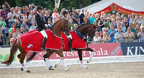 Fiontini ja Fiontina - huippuhevoset.