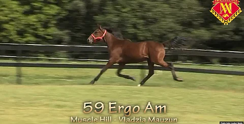 Ergo Am (Muscle Hill) kohosi huutokaupan toiseksi kalleimmaksi.
