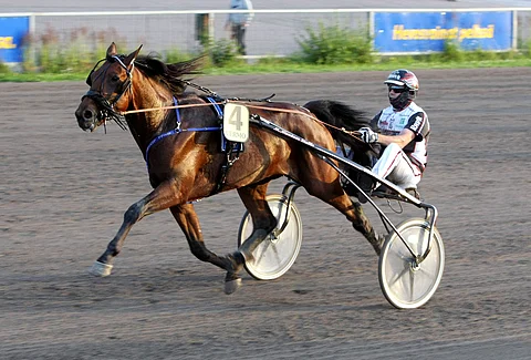 Hurjaluokkainen Still Loving You kukisi viimeksi kovan Dreambown johtavan rinnalta. Vastassa ei tällä kertaa ole yhtä kovia menijöitä, joten ori on tiukasti kiinni voitossa.