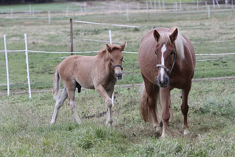 I.P. Vipotiinan esikoinen I.P. Timantti hioutuu jatkossa uusissa käsissä. Arkistokuva.