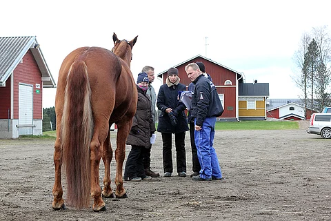 Koronavirus johti myös Jokimaan orinäyttelyn perumiseen. Arkistokuva: Pirje Fager-Pintilä.