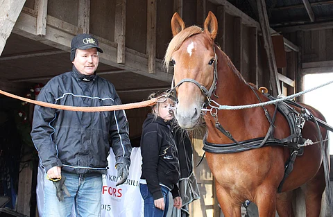 Tähen Toivomus valjastettavana kotitallissa Hankasalmella. Vieressä valmentaja Pauli Raivio, taustalla hoitaja Laura Raivio.