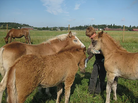 Pauliina Raento vetää Mestarikasvattajat-suurkimppaa.
