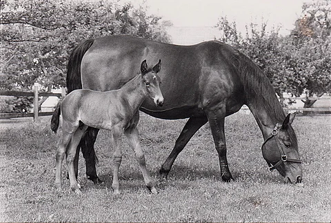 Charme teki kaikkiaan 11 varsaa, mutta emänsä veroista ei yhdestäkään tullut. Kuvassa 1984 syntynyt orivarsa Charmeur (Quick Pay).