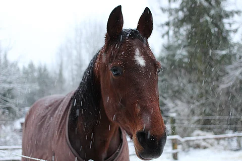 Fiery Sid kotitarhassaan Jokelassa. Kuva: Hanna Laakso.