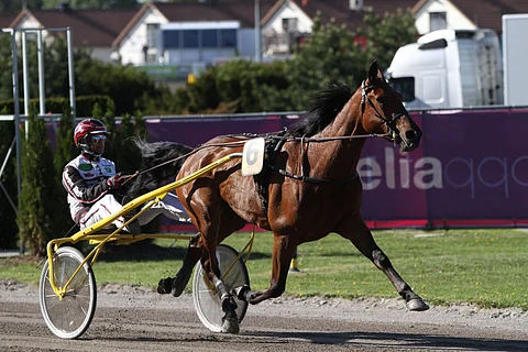 Red Pepper Hood on valmis jatkamaan siitosuraansa välivuoden jälkeen Mestarikasvattajien nimissä.