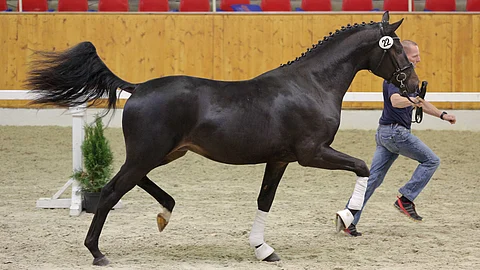 San Riant Oldenburgissa.