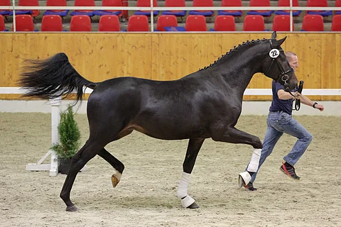Marjo Vainikan kasvatti esiintyi tänään Oldenburgissa.