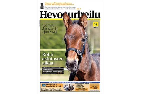 Jalostusteemassa vinkit siitostamman hankintaan