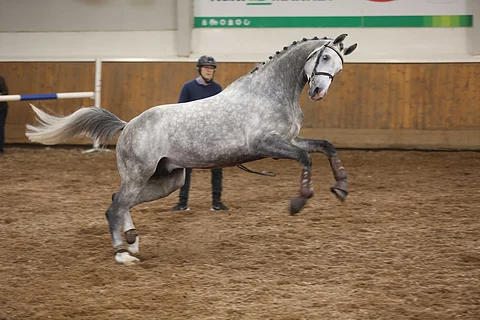 Clarimoren siitosura alkaa vasta ensi vuonna. Taustalla Tomi Jalkanen.