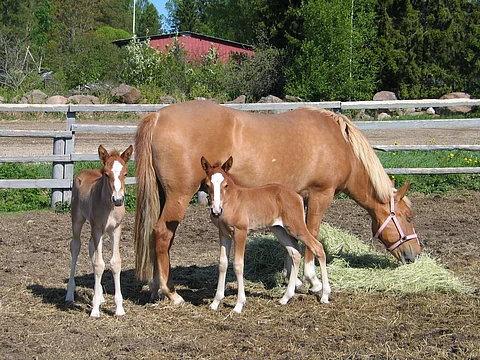 Kaksosvarsat Maisakaarina ja Vingerpori emänsä Illan Virkun kanssa. Kuva vuodelta 2011.