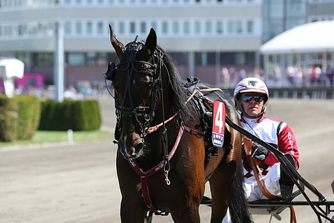 Lutfi Kolgjinin Elitoppet-kakkosen Mosaique Facen kallein varsa maksoi 575 000 kruunua. (Kuva: HU arkisto)