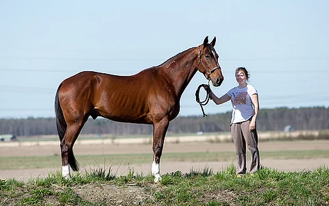 Pitch Commandissa näkyy emänisänsä Arnaqueurin jälki. Vierellä ruunan hoitaja Armi Mattinen. Kuva: