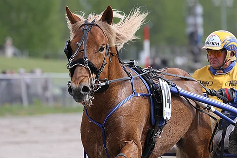 Leon Salamalla on hyvä mahdollisuus iskeä lopussa suosikeista ohitse.