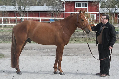 Vitter ja Jalmari Svart Orimattilassa toukokuussa 2015.