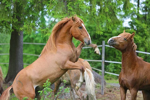 Tanner tömisi taas Miehikkälän Haukniemessä toukokuun viimeisenä sunnuntaina. Lumi-Onni haastaa kaverin.
