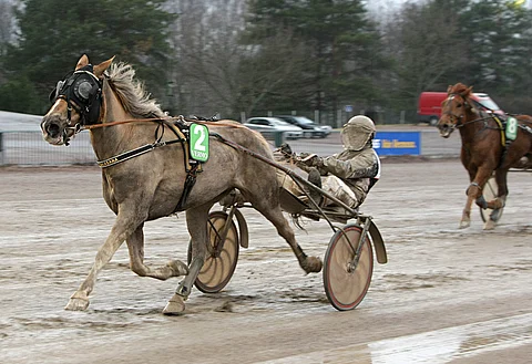 Salasana on neljännessä Toto5-kohteessa voittopaikalla.