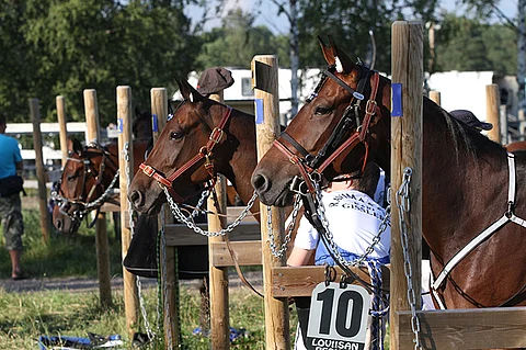 Heinäkuussa oli viikko, jolloin järjestettiin 20 ravit eri puolilla maata. Ruuhka tuo haasteita kilpailijoiden riittävyydelle.