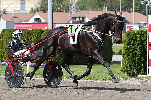 Oasis Bi oli Elitloppet-finaalissa neljäs.