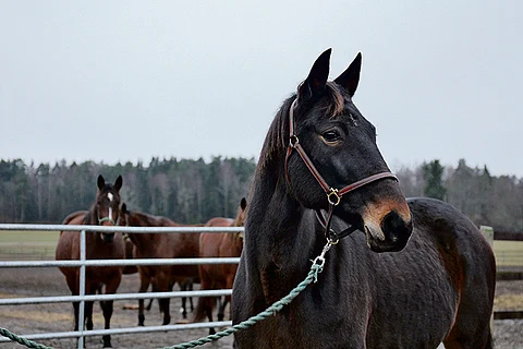 Menhammarin siitostammojen laumasta erottuvalla Passionate Kempillä on edelleen urheiluhevosen leima.