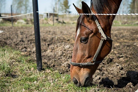 Reima Kuislan tallin Pitch Command on palaamassa ennätysten murskaajaksi.