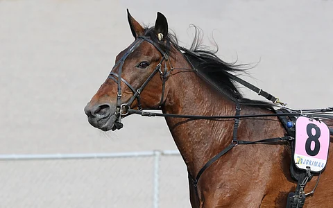 Asiantuntijat listasivat tuoreen Suur-Hollola-ajon voittajan mukaan St Michel -rankingiin.