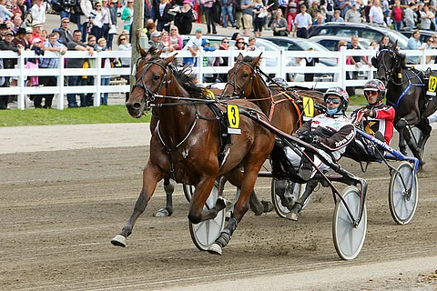 Suosikiksi luotettu Callela Lancelot joutuu jäämään pois ihottuman takia. Kuva: Satu Pitkänen
