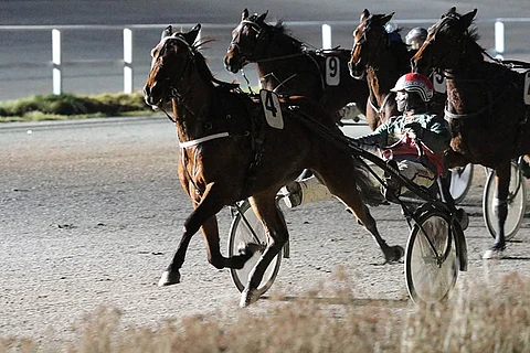 Bel Air on oiva varma Teivon kiharaiselle Toto5-kierrokselle.