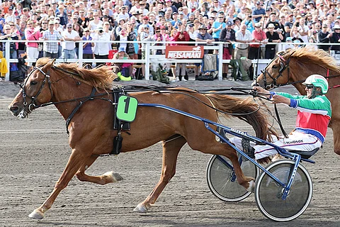 Turun kuninkuusraveissa Markku Hietanen luotsasi Akaasian kahden osamatkan voittoon. Tamma hävisi vain niukasti kuningattaren kruunun Saaga S:lle. PM-kilpailussa Akaasia haastaa oriit.