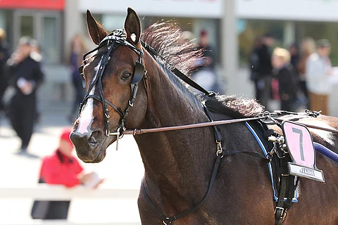 Jonesy voitti Jokimaan Triplatonniravien Toto4-avauksen murskaavalla esityksellä keulapaikalta. Kuva: Anu Leppänen