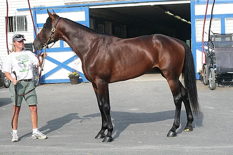 Muscle Hillin varsojen keskihinta on ollut Lexingtonissa kuusinumeroinen.