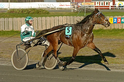 Janne Räisänen kipusi amatööriohjastajien SM-kisassa kakkoseksi.