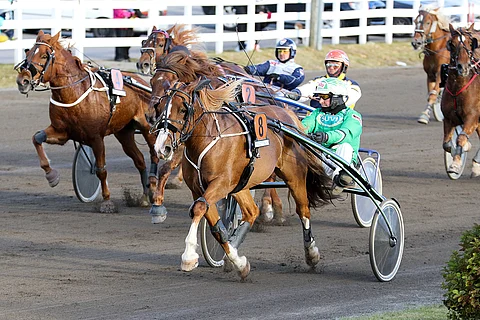 Upea Ursula loisti Mikkelissä lokakuussa ja on ollut muutenkin mainio.