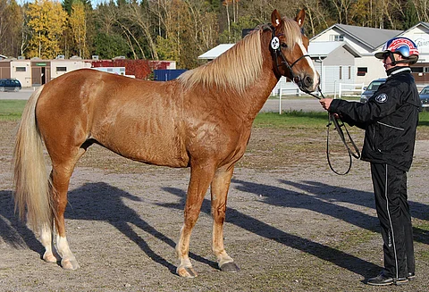 Juliette Lax ja Jussi Suominen.