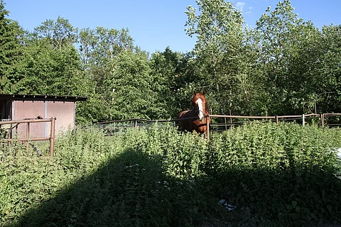 Ei vielä tiedetä, miten hevonen tullaan luokittelemaan uudessa eläinsuojelulaissa. Kuva: Riikka Aaltonen