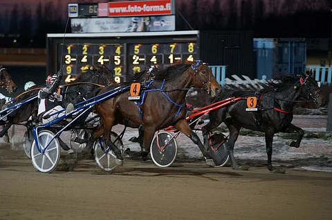 Callela Ladyboss kiri tammojen Kasvattajakruunun ykköseksi.