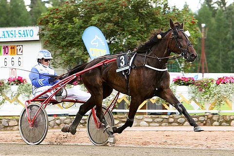 Viime kaudella Toto76-lähtöjä myöten menestynyt Pine Crown Girl oli toinen laivalla menehtyneistä hevosista.