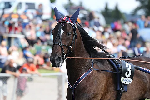 Risto Airaksisen valmentama ja Esa Holopaisen ohjastama Shadow Woodland on vahvoilla Suur-Hollolan tämän torstain viimeisessä välierässä.