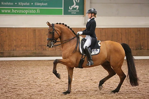 Ihana New Hill Julitrea jakoi mielipiteet Tanskassa. Kuva Ypäjältä.