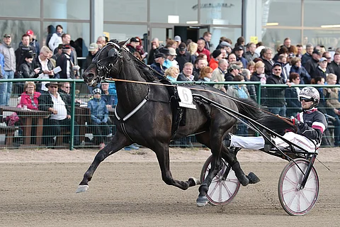 El Mago Pellini voitti Seinäjoki-Racen viime vuonna Adrian Kolgjinin ohjastamana.