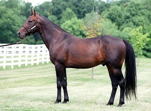 Donerail. Kuva: Hevosurheilun arkisto.