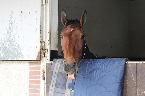 Delicious U.S. maisteli tulevaa ravikautta tammikuussa Grosboisissa. Kuva: Hanna Laakso