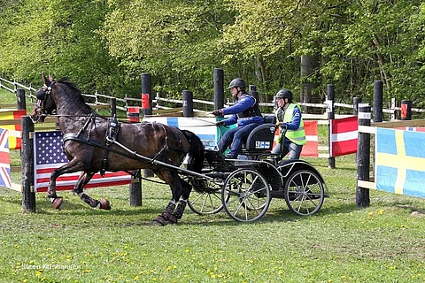 Hollantilainen valjakkohevonen Danser T maratonkokeessa.