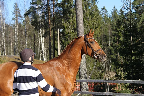 Zecchino P:ssä on paljon Duendecillon näköä.