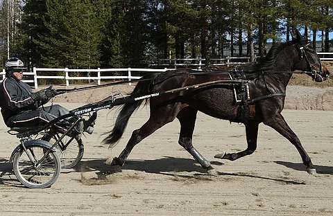 Oraviston Talli Oy:n takaa löytyvä Tauno Hyriäinen ja Hermes Boko.