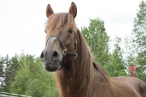 Hymynkare on Tero E. Mäenpään mukaan tuntunut kotona hyvältä.