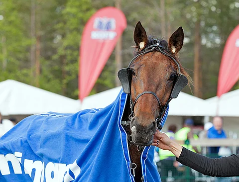 5-vuotias Quick Petrol otti voiton historiallisessa TuplaWoltti-lähdössä. Kuva: Ada Pykäläniemi