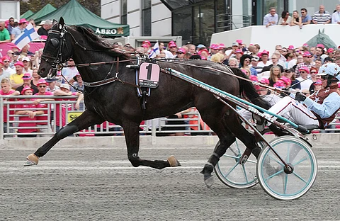 Up And Quick on juossut myös Elitloppetissa. Kuva: Jarno Unkuri