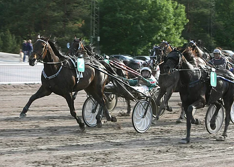 Grainfield Oliver nitisti Black Dunnockin niukasti.