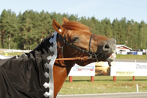 Jokivarren Kunkun kunnonajoitus on osumassa nappiin. Kuva: Hevosurheilun arkisto